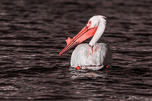 Swimming Pelican Glances Backwards Among Lake Water (Red Tone Photo)