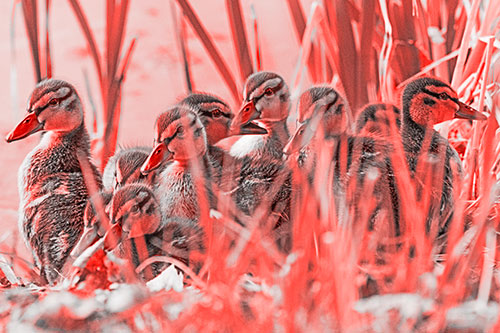 Ten Baby Mallard Ducklings Resting Among Reed Grass (Red Tone Photo)