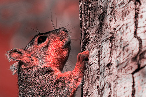 Tree Climbing Squirrel Gazing Upwards (Red Tone Photo)