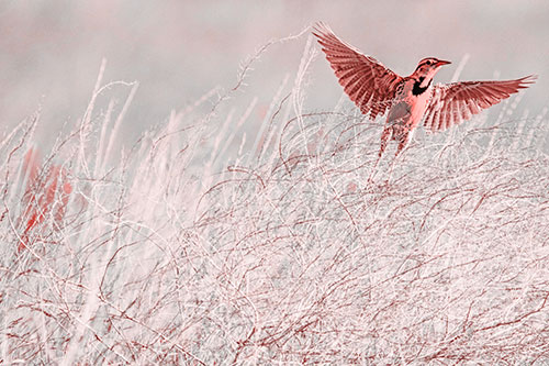 Western Meadowlark Takes Flight Off Branches (Red Tone Photo)