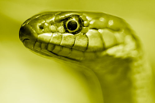 Alert Garter Snake Keeping Eye Out (Yellow Shade Photo)