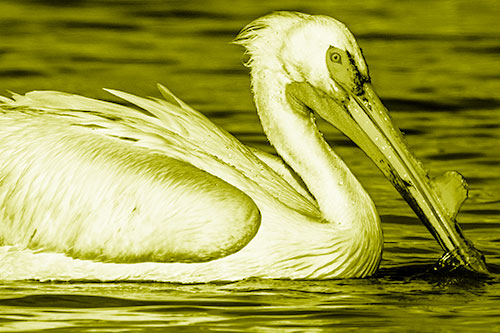 Beak Dipping Pelican Eying Across Lake Water (Yellow Shade Photo)