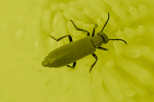 Crawling Oedemera Beetle Searching Atop Dandelion (Yellow Shade Photo)