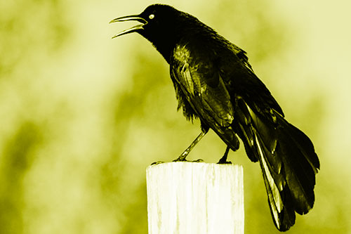 Croaking Great Tailed Grackle Perched Atop Wooden Post (Yellow Shade Photo)