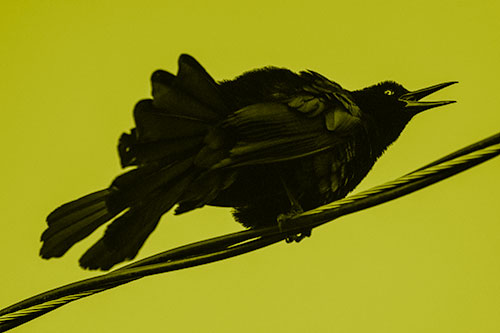 Crouching Great Tailed Grackle Squeaking Atop Cable (Yellow Shade Photo)