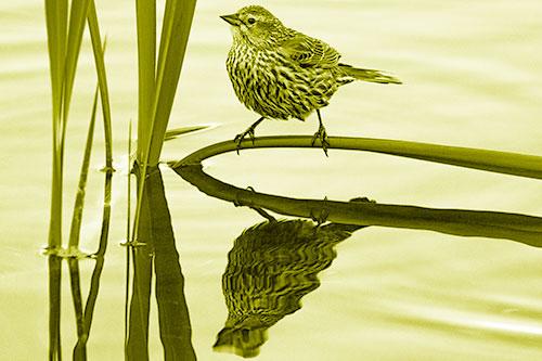 Female Red Winged Blackbird Casts Reflection Atop Bent Water Reed (Yellow Shade Photo)