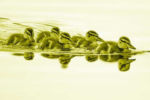 Five Baby Mallard Ducklings Swimming Across Lake Water (Yellow Shade Photo)
