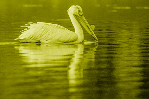 Floating Pelican Reflection Among Lake Water (Yellow Shade Photo)