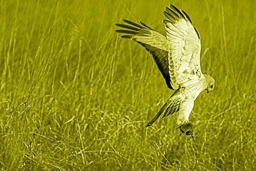 Flying Northern Harrier Marsh Hawk Captures Rodent (Yellow Shade Photo)