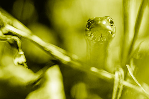 Garter Snake Peeking Head Above Sticks (Yellow Shade Photo)