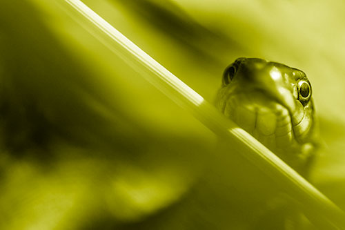 Garter Snake Peeking Head Over Dried Fescue Grass Blade (Yellow Shade Photo)