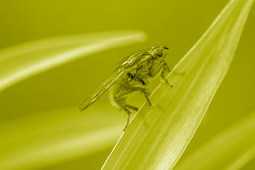 Golden Dung Fly Perched Along Sloping Fescue Grass Blade (Yellow Shade Photo)