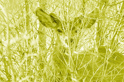 Hidden Mule Deer Watching Behind Tree Branches (Yellow Shade Photo)