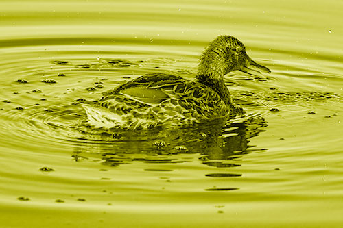 Joyful Water Splashing Mallard Duck Enjoying Calm Lake (Yellow Shade Photo)