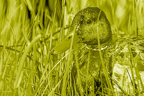Male Mallard Duck Resting Among Reed Grass (Yellow Shade Photo)
