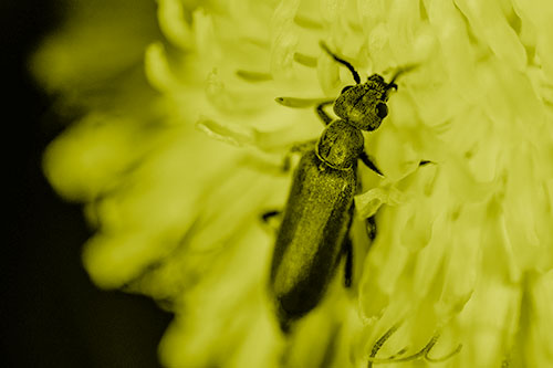 Oedemera Beetle Feasting Among Dandelion (Yellow Shade Photo)