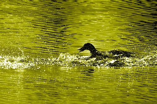 Playful Mallard Duck Gets Splashed Among Lake Horizon (Yellow Shade Photo)