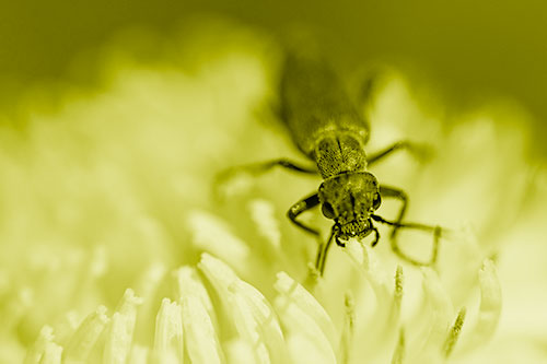 Snarling Oedemera Beetle Eating Dandelion Pollen (Yellow Shade Photo)
