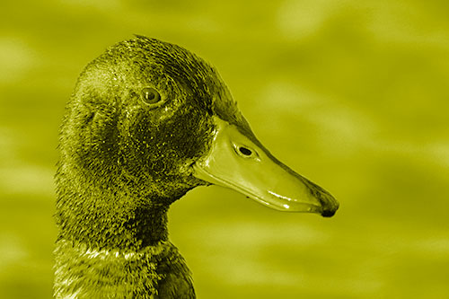 Soaked Male Mallard Duck Watching Among Lake (Yellow Shade Photo)