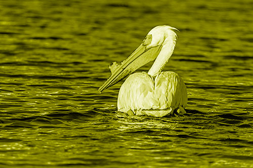 Swimming Pelican Glances Backwards Among Lake Water (Yellow Shade Photo)