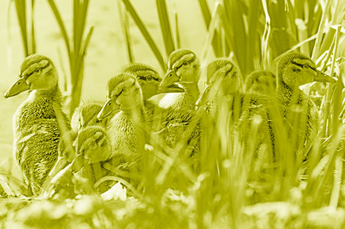 Ten Baby Mallard Ducklings Resting Among Reed Grass (Yellow Shade Photo)