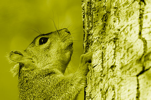 Tree Climbing Squirrel Gazing Upwards (Yellow Shade Photo)