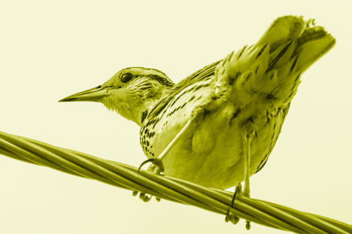 Western Meadowlark Keeping Watch Atop Powerline Wire (Yellow Shade Photo)