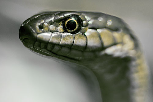 Alert Garter Snake Keeping Eye Out (Yellow Tint Photo)