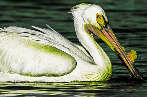 Beak Dipping Pelican Eying Across Lake Water (Yellow Tint Photo)