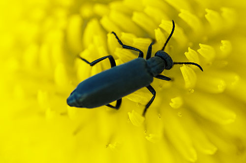 Crawling Oedemera Beetle Searching Atop Dandelion (Yellow Tint Photo)