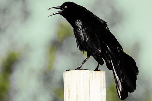 Croaking Great Tailed Grackle Perched Atop Wooden Post (Yellow Tint Photo)