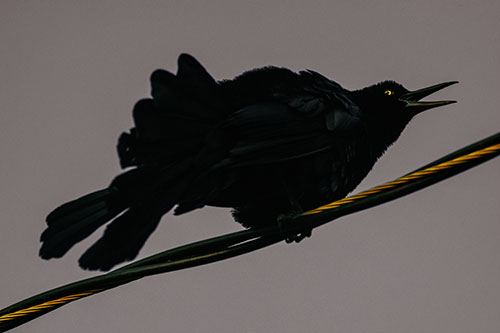 Crouching Great Tailed Grackle Squeaking Atop Cable (Yellow Tint Photo)