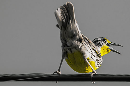 Crouching Western Meadowlark Singing Towards Sunlight (Yellow Tint Photo)