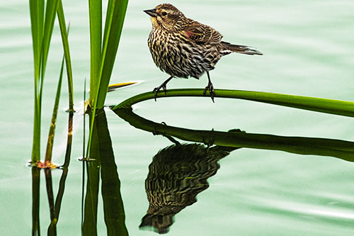 Female Red Winged Blackbird Casts Reflection Atop Bent Water Reed (Yellow Tint Photo)