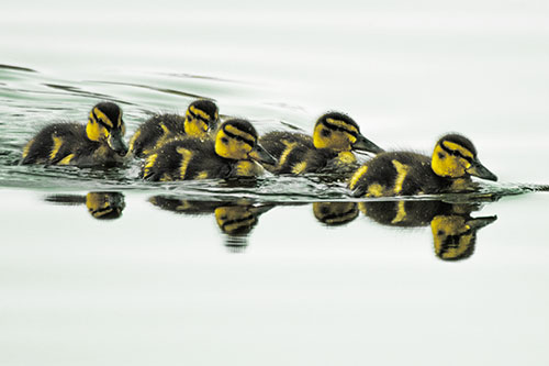 Five Baby Mallard Ducklings Swimming Across Lake Water (Yellow Tint Photo)