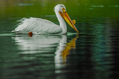 Floating Pelican Reflection Among Lake Water (Yellow Tint Photo)