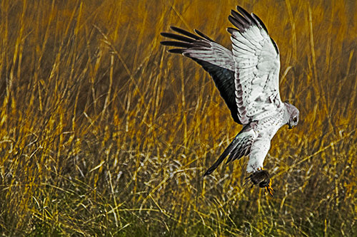 Flying Northern Harrier Marsh Hawk Captures Rodent (Yellow Tint Photo)