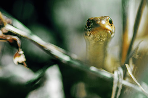 Garter Snake Peeking Head Above Sticks (Yellow Tint Photo)