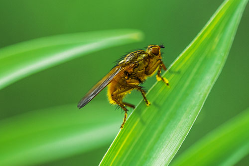 Golden Dung Fly Perched Along Sloping Fescue Grass Blade (Yellow Tint Photo)