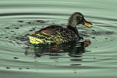 Joyful Water Splashing Mallard Duck Enjoying Calm Lake (Yellow Tint Photo)