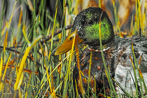 Male Mallard Duck Resting Among Reed Grass (Yellow Tint Photo)