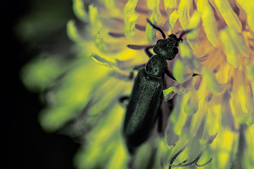 Oedemera Beetle Feasting Among Dandelion (Yellow Tint Photo)