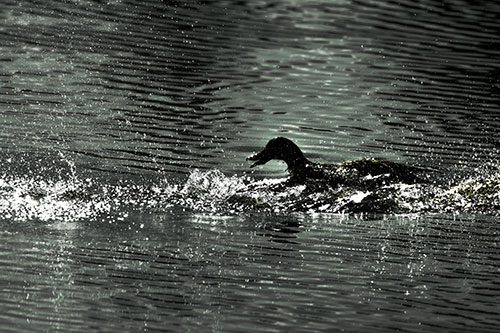 Playful Mallard Duck Gets Splashed Among Lake Horizon (Yellow Tint Photo)