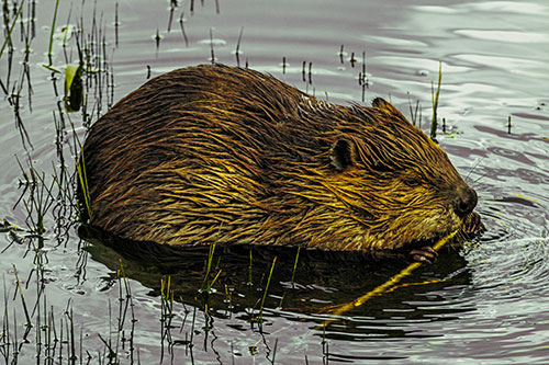 Sitting Beaver Nibbles Branch Along Shallow Rivershore (Yellow Tint Photo)