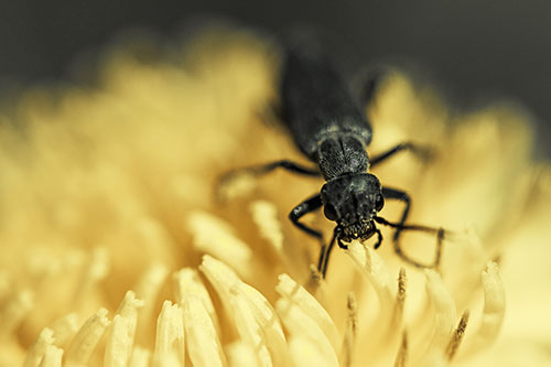 Snarling Oedemera Beetle Eating Dandelion Pollen (Yellow Tint Photo)