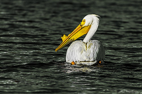 Swimming Pelican Glances Backwards Among Lake Water (Yellow Tint Photo)