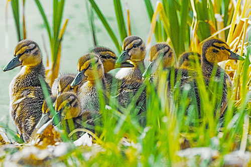 Ten Baby Mallard Ducklings Resting Among Reed Grass (Yellow Tint Photo)