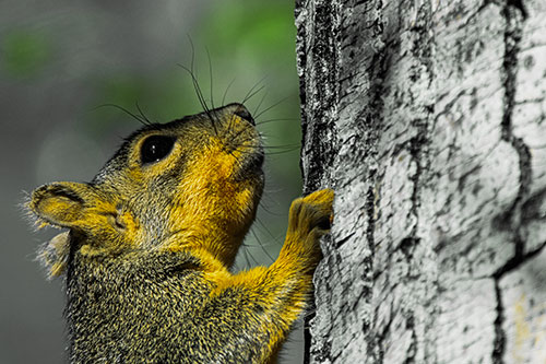 Tree Climbing Squirrel Gazing Upwards (Yellow Tint Photo)