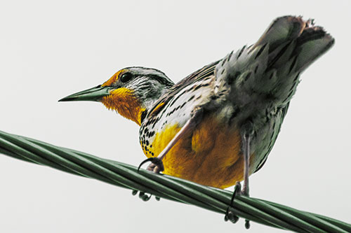 Western Meadowlark Keeping Watch Atop Powerline Wire (Yellow Tint Photo)