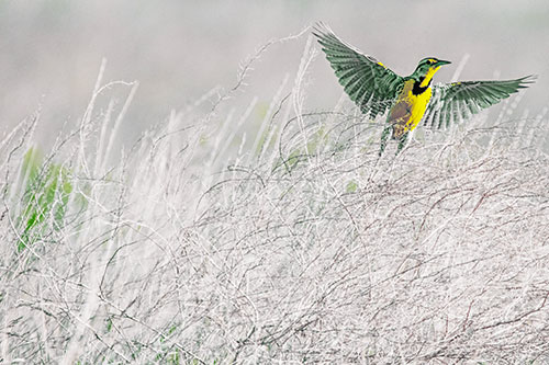 Western Meadowlark Takes Flight Off Branches (Yellow Tint Photo)